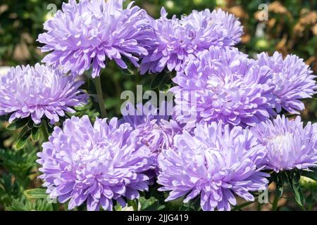 Chine Aster, Callistephus chinensis, Chine Aster, Blue, Pompon, Aster Peony, Aster, Callisstephus, fleurs, Floraison Asters Banque D'Images