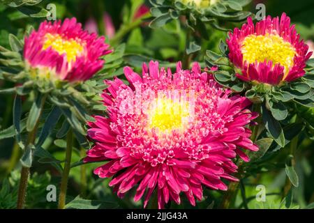 Aster chinois, Rouge, Aster chinois, Callistephus chinensis, Aster, Fleurs, jardin, Herbacé, plante Banque D'Images