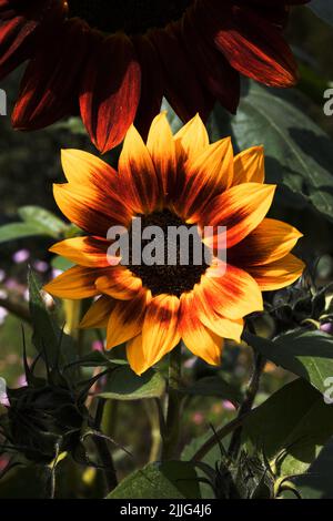 Tournesol Harlequin. Banque D'Images