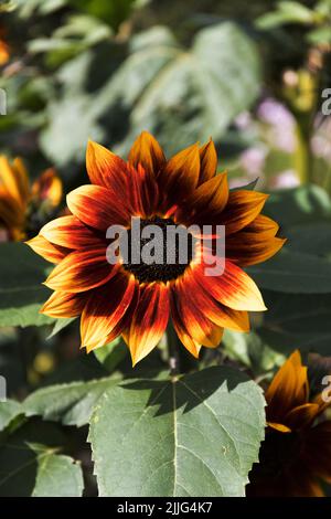 Tournesol Harlequin. Banque D'Images