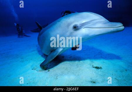 Dauphin à gros nez (Tursiops truncatus), Grand Bahamas, Bahamas, Caraïbes Banque D'Images