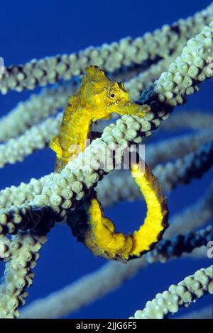 Hippocampe à museau long ou cheval de mer mince (Hippocampus reidi), tenant sur un corail, île de Roatan, îles de la baie, Honduras, Caraïbes Banque D'Images