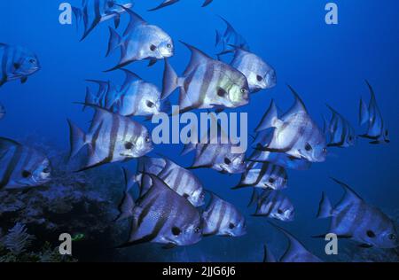 Une école de spadaféches de l'Atlantique (Chaetodipterus faber), nager au-dessus d'un récif de corail, Cuba, Caraïbes Banque D'Images