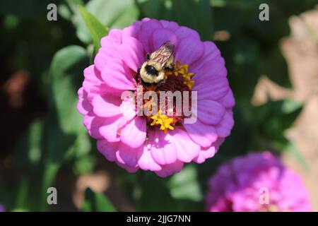 Un bourdon sur une fleur de Zinnia rose Banque D'Images