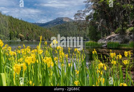 Fleurs sauvages jaunes vibrantes sur la rive d'un lac avec forêt en arrière-plan à Squaw Lake, Applegate Oregon. Banque D'Images