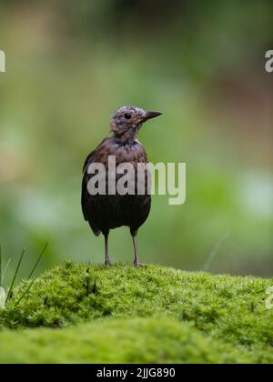 Un cliché vertical d'un jeune blackbird perché sur une mousse verte Banque D'Images