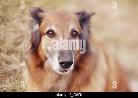 Un vieux berger belge tervueren mix chien assis avec ses oreilles brochées en arrière, photographié d'en haut avec un peu de boue sur son nez noir. Banque D'Images