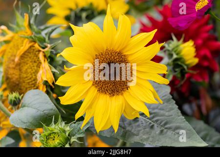 Helianthus annuus, cicloseup de tournesol commun jaune, Royaume-Uni Banque D'Images