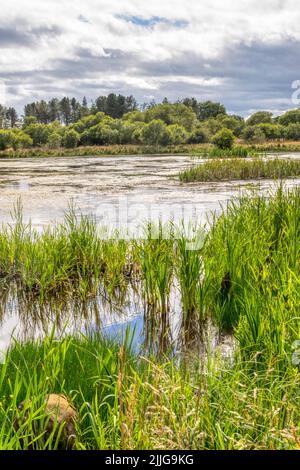 Morton Lochs à la réserve naturelle nationale de Tentsmuir à Fife, en Écosse. Banque D'Images