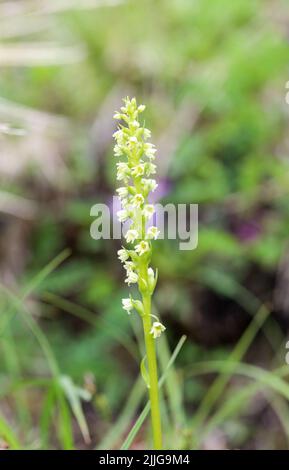 Petite orchidée blanche Banque D'Images