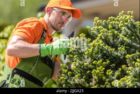 Gros plan du jardinier mâle caucasien dans son 40s concentré sur son travail Pruning et de découpage des plantes de jardin avec des ciseaux. Port de lunettes de protection, GA Banque D'Images