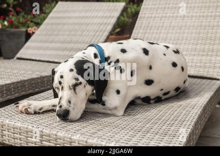 Dalmation dans un jardin ensoleillé sur une chaise longue, Staffordshire Royaume-Uni. Banque D'Images