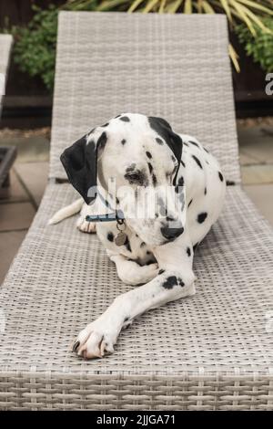 Dalmation dans un jardin ensoleillé sur une chaise longue, Staffordshire Royaume-Uni. Banque D'Images