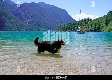 Bernese Mountain Dog debout dans le lac de montagne bleu, Achensee, Autriche Banque D'Images