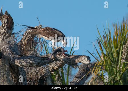 Une balbuzard piquant un poisson à la bouche ouverte tout en perchée au sommet d'un arbre mort, Tera CEIA Preserve State Park, Floride, États-Unis Banque D'Images