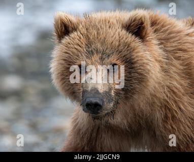 L'ours brun d'Alaska semait de la boue sur son museau lors de promenades le long de la rive d'un plat de boue à marée basse dans le sanctuaire de gibier de l'État de McNeil River et Re Banque D'Images