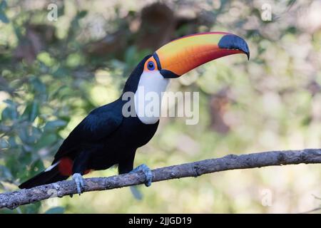 Toco Toucan (Ramphastos toco) Pantanal, Brésil Banque D'Images