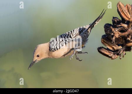 Gila Woodpecker (Melanerpes uropygialis vol femelle) Le sud de l'Arizona Banque D'Images