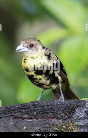 Immature Tanager à rumpe de flamme (Ramphocelus flamangigerus icteronotus) Equateur Banque D'Images