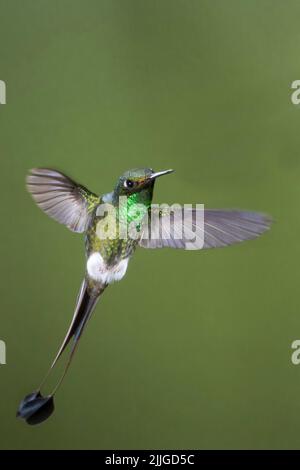 Rackettail démarré mâle Hummingbird flying (Ocreatus underwoodii) Equateur Banque D'Images