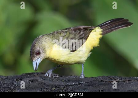 Tanager femelle (Ramphocelus flammigerus icteronotus) Equateur Banque D'Images