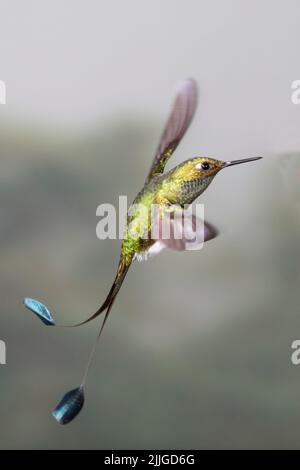 Rackettail démarré mâle Hummingbird flying (Ocreatus underwoodii) Equateur Banque D'Images