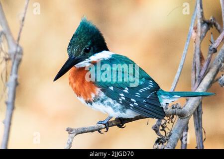 Green Kingfisher mâle (Chloroceryle americana) Pantanal, Brésil Banque D'Images