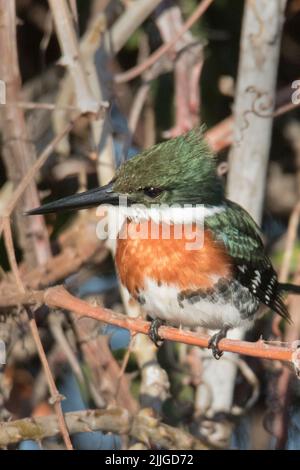 Green Kingfisher mâle (Chloroceryle americana) Pantanal, Brésil Banque D'Images