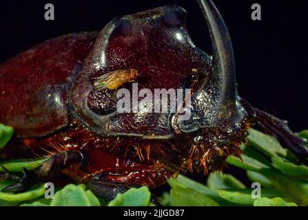 Une mouche assise sur un coléoptère mâle commun de rhinocéros ( oryctes nasicornis ) Banque D'Images