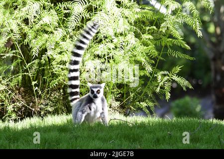 Roi lémur sur l'enceinte dans le ZOO de Valencias Banque D'Images