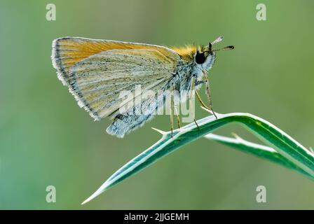 Thymelicus lineola - papillon de l'hespérie d'essex assis sur le chardon. Isolé sur fond vert clair, espace de copie. Trencin, Slovaquie. Banque D'Images