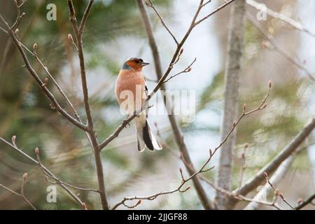 Chaffinch mâle, Fringilla coelebs perchés dans une forêt boréale du printemps en Estonie, Europe du Nord Banque D'Images