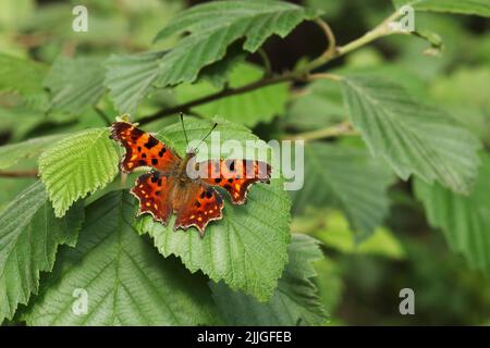 Petit papillon européen calle Comma, Polygonia c-album reposant sur une feuille verte un jour d'été en Estonie Banque D'Images