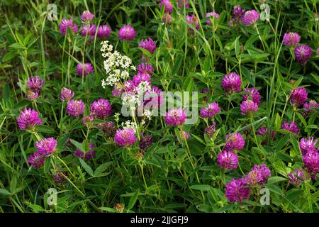 Trèfle Zigzag coloré, Trifolium moyen floraison sur une prairie luxuriante en Estonie, Europe du Nord Banque D'Images