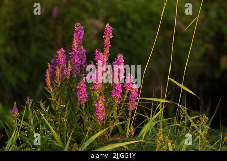 Magnifique Loosestrife pourpre, Lythrum salicaria fleurit sur une prairie européenne luxuriante lors d'une soirée d'été Banque D'Images