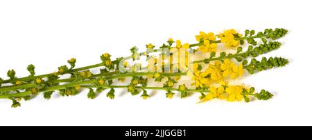 Fleurs communes de l'agrimony isolées sur fond blanc Banque D'Images