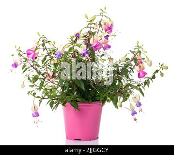Fuchsia plante en vase isolé sur fond blanc Banque D'Images