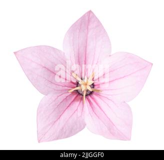 Fleur de ballon rose isolée sur fond blanc Banque D'Images