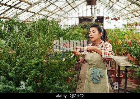 Jeune femme portant une chemise et un tablier à carreaux travaillant dans une plante surcultivée de coupe de serre Banque D'Images