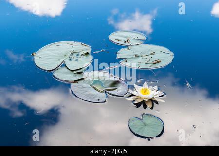 Nénuphar blanc avec feuilles vertes sur un lac calme avec reflet du ciel bleu et des nuages Banque D'Images