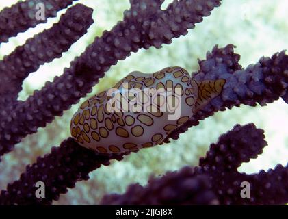 Un escargot de langue Flamingo (Cyphoma gibbosum) à Cozumel, au Mexique Banque D'Images