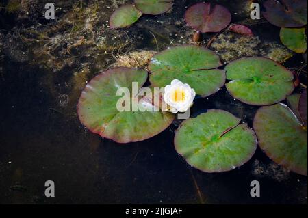 Un nénuphar blanc et des nénuphars se paissent sur un étang en Irlande Banque D'Images