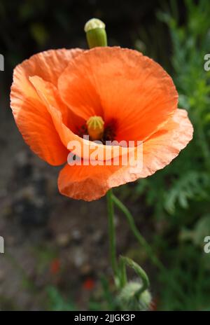 Les rhoeas de Papaver ou la fleur de pavot de maïs de couleur orange, le fond est flou Banque D'Images