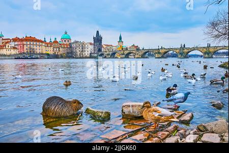 Le troupeau de canards colverts, de mouettes et d'un castor sur la rive de la Vltava, en face du pont Charles, Prague, République tchèque Banque D'Images