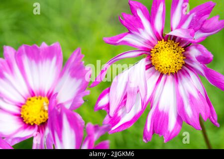 Fleur « Capriola » de COSMOS Banque D'Images