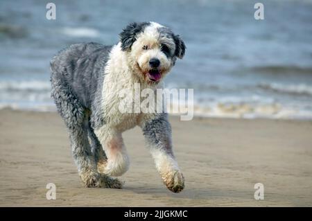 Un beau, grand, fureur, Old English Sheepdog, courant sur une plage de sable à Blackpool, Lancashire, Royaume-Uni Banque D'Images