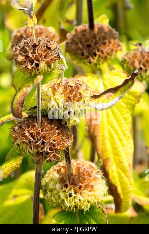 Têtes de graines de Phlomis russeliana Banque D'Images