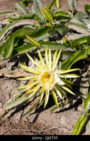 Le Cereus en fleurs nocturnes, Selenicereus undatus, également connu sous le nom de Dragonfruit Cactus. Chili. Banque D'Images