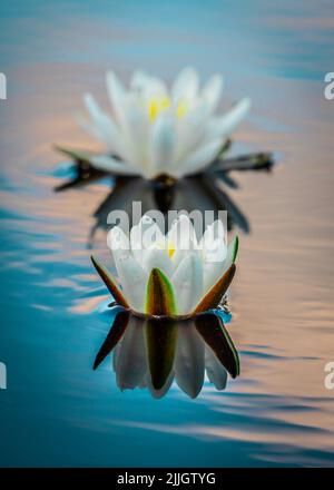 Magnifique nénuphars blanc européen (Nymphaea alba) flottant sur des eaux calmes dans une magnifique tourbière dans le centre de l'Estonie. De belles réflexions sur l'eau Banque D'Images