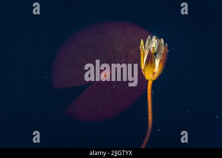 Fleur d'un nénuphars européen (Nymphaea alba) en sénescence flottant sur l'eau sombre d'une tourbière dans le centre de l'Estonie. Banque D'Images